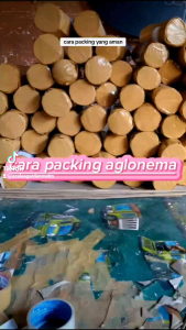 bibit durian super mentega bangkah