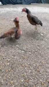 ไข่ไก่ชน แม่พันธุ์พม่าแข้งหน้า (รับประกันเชื้อจัดส่งไว)