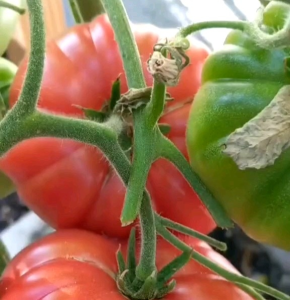 5 BUTIR BIJI/BENIH TOMAT JUMBO BRANDYWINE