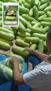 แฟงยูโร 🌱ผลทรงกระบอก สีเขียวอ่อน ตราOk seed ขนาด50กรัม