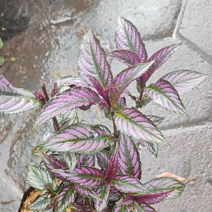 Persian Shield (Strobilanthes dyerianus) - - Pokok Daun Ungu Metalik - पर्सियन शील्ड पौधा Vibrant Purple Foliage – The Persian Shield Stunning Iridescent Leaves Bold Color Accent Easy Tropical Ornamental LIVE PLANT