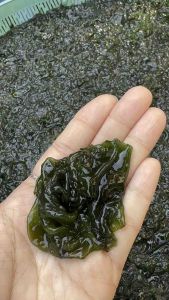 ดอกลอน|อ่องลอน|เห็ดหิน สาหร่ายลอนอบแห้ง สาหร่ายลอนจากแหล่งน้ำธรรมชาติ เห็ดหิน เห็ดหิน คือ - Lazada