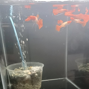 Albino koi ribbon 🎀