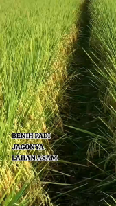 BENIH PADI SUPER AMAZON KUALITAS UNGGUL KEMASAN 1 KG