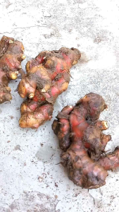 Jahe Merah 1kg Medan super segar