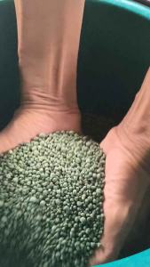 พีโคเดอร์มา ไตรโคเดอร์มาอัดเม็ด ตราฟ้าแจ่ม (ถุงละ 5 กิโลกรัม จำนวน 5ถุง) ใช้ป้องกัน รักษาเชื้อราโรคพืชทางดิน