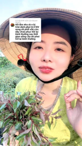 Cây Dòi thân tím khô (dùng 1 tháng)
