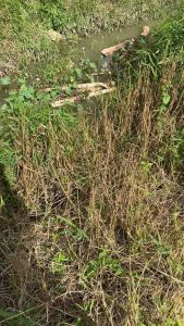 Thuốc trừ cỏ Purger số 1 hiện tại thời gian lưu dẫn đến 2 tháng