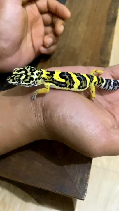 leopard gecko lemon frost bandit