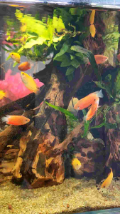 Red Honey Gourami Dwarf Gourami Freshwater Decorative Fish