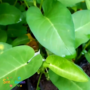 [TERLARIS] BIJI/BENIH SAYURAN KANGKUNG DAUN LEBAR F1