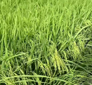 BENIH PADI CIHERANG BERUANG SUPER UNGGUL BERKUALITAS ORIGINAL 5KG