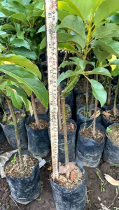 Bibit Tanaman Alpukat Miki Jumbo Varietas Unggul