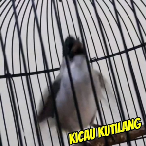 VOER KUTILANG. PUR BURUNG KUTILANG. PAKAN MAKANAN BURUNG KUTILANG. KUTILANG CENGKRAM.
