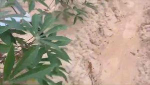 ด้ามฝังปุ๋ย หยอดปู เครื่องใส่ปู ลูกปู ใส่ปู พร้อมชุดสายลำเลียง และข้อมูลเกี่ยวกับ