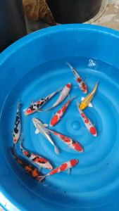 JAPAN KOI LOCAL BREED SUPER PREMIUM GRADE 5/6” sizes  12pcs COMBO OFFER AT RM1588 ONLY WITH MANY FREE GIFTS !!