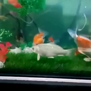 rumput sintetis aquarium hiasan ukuran 60 cm X 30 cm / Dekorasi aquarium artificial.