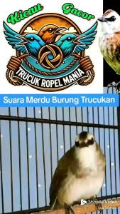 Pur Kicau Coklat Hijau. Voer/Pur Trucuk Murai Jalak Kutilang Menjadikan Cepat Gacor Rajin Bunyi.