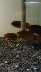 Malayan Leaffish /Kepar/Ornamental fish/Freshwater/Readystock