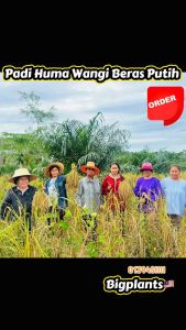 Laos Jasmine Rice Seeds (50G) - Huma Bukit Beras Wangi Putih Hom Mali - Premium - Outdoor Gardening - Rainy Season Planting - No Paddy Field Required