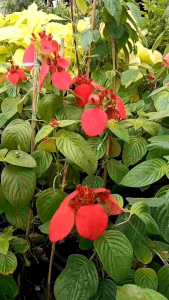 ดอนญ่าสีแดง กระถาง 11 นิ้ว ตันสวยและแข็งแรง (กทม)