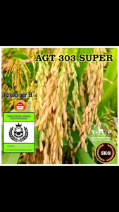 (5KG) Benih Padi AGT 303 SUPER UNGGUL bibit padi berkualitas