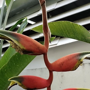 เฮลิโคเนีย รอสตราต้า กรีนทิป heliconia rostrata green tip หน่อพันธุ์ 1 สายพันธุ์หายาก น่าสะสม