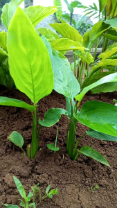 Bibit ubi garut /bibit pohon terigu 5pcs Siap tanam