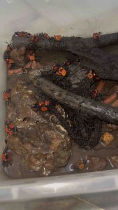 red devil vampire crab (geosesarma)