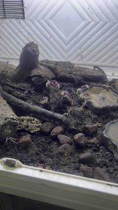 bicolour vampire crab (geosesarma)