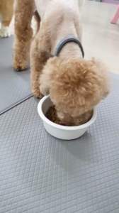 Pate Tellme nhiều vị dành cho thú cưng thành phần chất lượng tốt cho da lông và hệ tiêu hoá bổ sung vitamin A&D