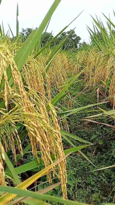 BENIH BIBIT PADI IN-HIBRIDA SIMBOK GENJAH FREMIUM JUMBO (UMUR 95-100HST) PAKET 5KG