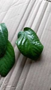 20 lembar daun singa Depa segar herbal alami
