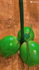 มะพร้าวปลอม(ทลายมะพร้าว 3 ลูกใหญ่) ขนาดลูกมะพร้าว สูง6.5 นิ้ว เส้นผ่าศูนย์กลาง 6.2 นิ้ว