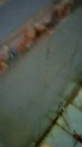 Cairan Ajaib Pembersih Toilet Kamar Mandi Kerak Membandel Cairan Ajaib Pembersih Kloset Keramik Wc