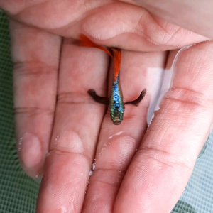 Red Tail Dumbo Guppy (Grade AA)