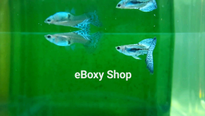 Blue Grass Guppy (Big Dorsal)