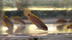 🔥Peacock Gudgeon Goby🔥 Live Fish