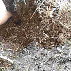 หน้าดินขุยไผ่ มีอินทรีวัตถุสูง เนื้อดินโปร่งร่วนตรง คุณสมบัติที่ไม่ผสม