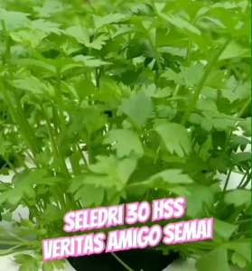 300 BUTIR BIJI/BENIH  SAYURAN SELEDRI AMIGO