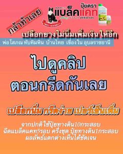 แก้ปัญหายางตายนึ่ง ปุ๋ยแบล็คแคท กรีดง่าย ปีซอฟต์แวร์ เพิ่มเปอร์เซ็นต์ยาง