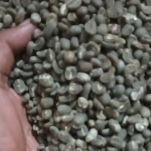 Arabika Semiwash jawa barat origin pangalengan