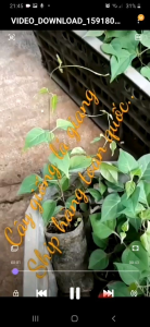2 bầu CÂY GIỐNG LÁ GIANG ƯƠM HẠT