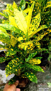 cây cô tòng vàng anh vàng bạc cây vườn e đang rất khoẻ và đẹp