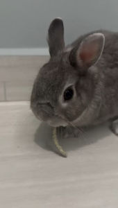 [CLEARANCE] Potongan pertama Timothy Hay/Premium Hay/gred khas/1kg Pack-1st/2nd First Timothy Hay/Premium Hay/Imported Hay Alfalfa/Special Grade/ Signature C & C for rabbits guinea pigs & small animals