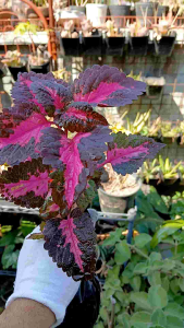 Coleus Kingswood Torch live plant rooted (in 3.5x3.5x10" nursery bag)