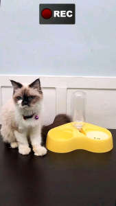 PET FEEDER - TEMPAT MAKAN & MINUM KUCING 2IN1 FULLSET《MODEL LOVE》