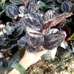 Tanaman Hias Calathea Black Lipstick: Desain Interior yang Indah