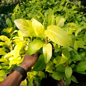 Tanaman Philodendron Limen Lime: Tanaman Hias Hidup untuk Dekorasi Ruangan