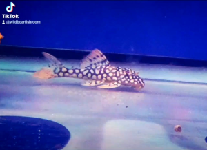 L14 Pleco | Sunshine Pleco | Live animal